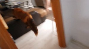 Лисьи Тропы. Интересное Наблюдение за Лисой в Квартире - Жизнь с Лисой / MIKI THE FOX