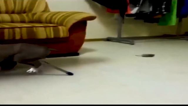 СМЕШНЫЕ СОБАКИ/приколы с животными/Смешные видео с собаками(Подборка2021)/Самое Время Посмеяться смотреть онлайн