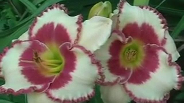 Лилейник daylily AGELESS BEAUTY смотреть онлайн