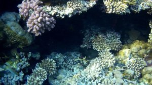 Обзор понтона и кораллового рифа в отеле Риф Оазис Блю бей