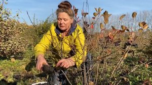 Черноплодная рябина (арония) для нормализации давления.