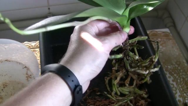 Пересадка орхидеи из мха в кору (Phal. Queen Barry). Желтели листья от шеи. смотреть онлайн