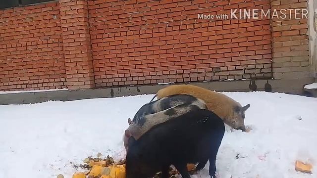 Мангалица. Жизнь за городом в своем доме.Ура!!!Пополнение в хозяйстве! смотреть онлайн