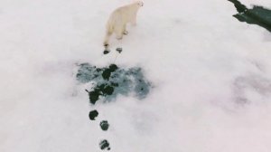 Самый Любопытный Белый медведь в мире