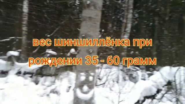 Кто такие шиншиллы? Чем кормить шиншилл ?