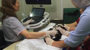 УЗИ надпочечников кошки