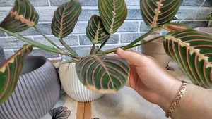 Пересадка маранты триколор /полная смена грунта /подбор горшка по размеру корневой системы