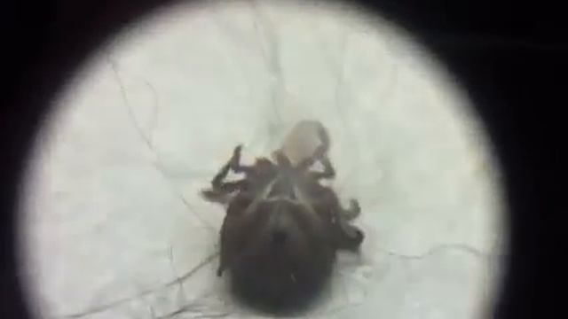 Клещ снятый с собаки. смотреть онлайн