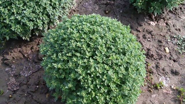 Хризантема мультифлора 24 сентября 2021 года. смотреть онлайн