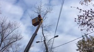 Спил деревьев. Опиловка - самая грязная работа для автовышки