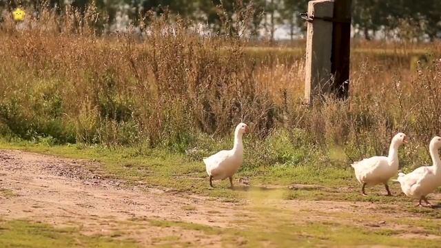 Домашние животные для детей. Как говорят животные Корова Лошать Курица, мультики для детей.