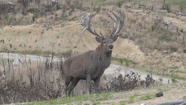Red Stag roaring смотреть онлайн