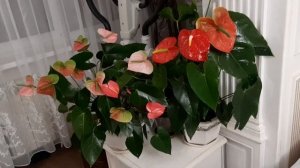 Секреты ухода за моими взрослыми антуриумами.Как вырастить шикарный антуриум