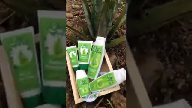 Cosméticos de Aloe vera ( babosa) Veg