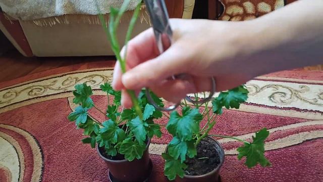 Герань Обрезка. Звездчатый Сорт. Пеларгония Стеллар