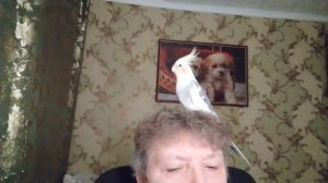 ПОПУГАЙ  КОРЕЛЛА -- РИЧИ