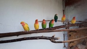 попугаи неразлучники розовощекие