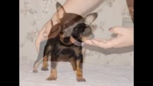 Смешные щенки и собаки породы Русский той терьер