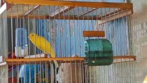 Кенар поет (русская канарейка)/Russian canary