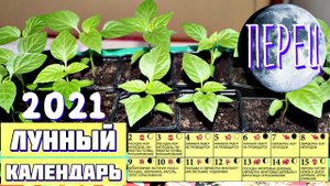 Сажайте перец в этот день урожай будет огромным! Лунный календарь посадки перца на рассаду 2021