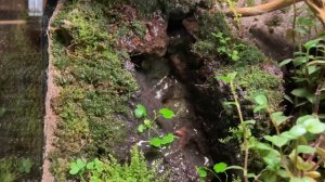 Террариум для лягушек.