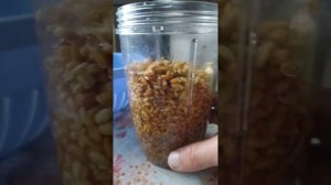 Приготовление гречневой каши горячего ферментирования при помощи пророщенной пшеницы