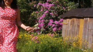 My simple life living in Germany // my Pink & purple Rhododendron is now blooming