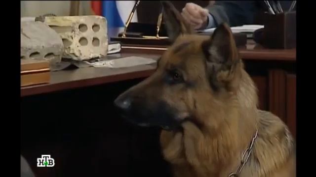 Возвращение Мухтара 2. Наследники Медузы смотреть онлайн