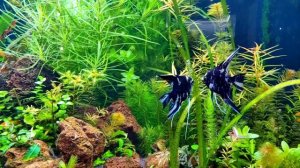 Угловой Аквариум БиоДизайн Диарама 400, подмена, нерест. часть 4