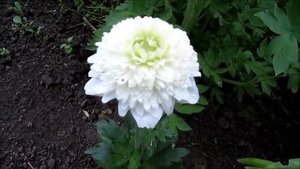 Анемона махровая Флоре Плено