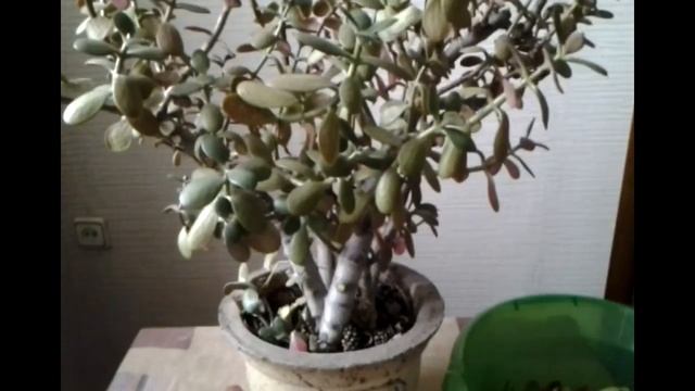 "ДЕНЕЖНОЕ ДЕРЕВО" или толстянка, крассула.Как вырастить, формировать. смотреть онлайн