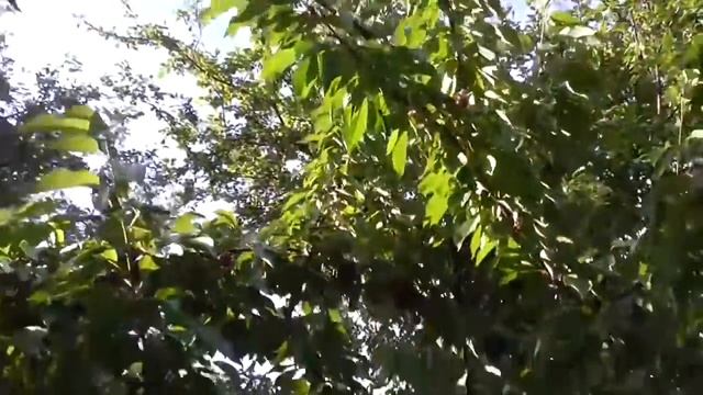 Созрела Черешня Валерий Чкалов Лучший сорт черешни смотреть онлайн