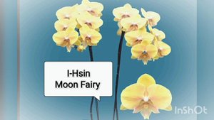 Орхидеи БИГ ЛИП с названиями. Orchids with names. BIG LIP