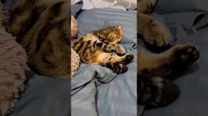 Шотландская вислоухая кошка смешно и мило спит
