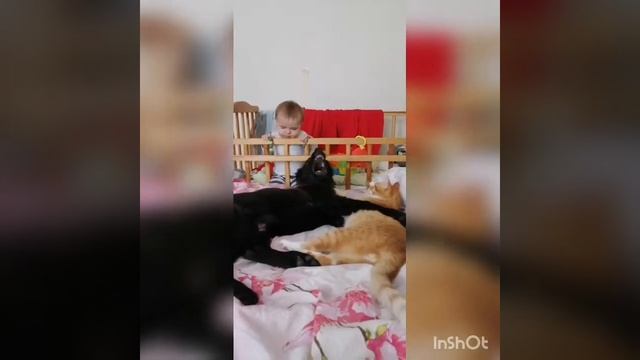Грюнендаль. Бельгийская овчарка. Милое видео о животных. Щенок. ???? belgianshepherd