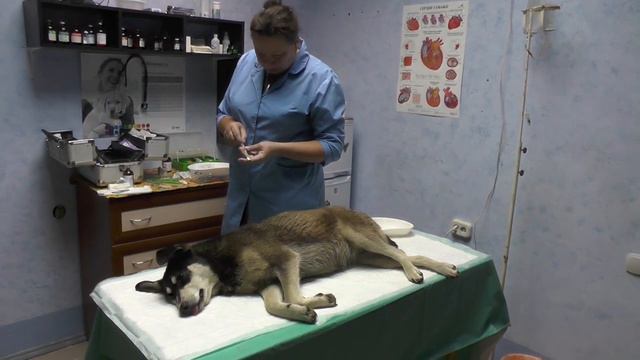 Отлов и стерилизация уличных животных смотреть онлайн