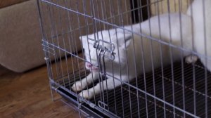 Песец. Знакомство с лисой.