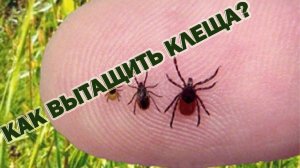 Как удалить впившегося клеща самостоятельно в домашних условиях