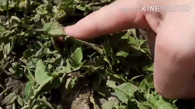 Охота на жука смотреть онлайн