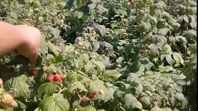 Плодоношение ремонтантной малины Полана 2017г смотреть онлайн