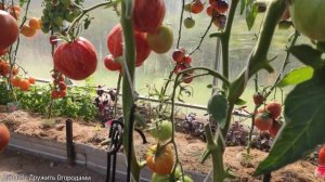 Томат Каскад Лава. Необычный полосатый помидор с пятнышками #томат #помидор #сортатоматов #семена