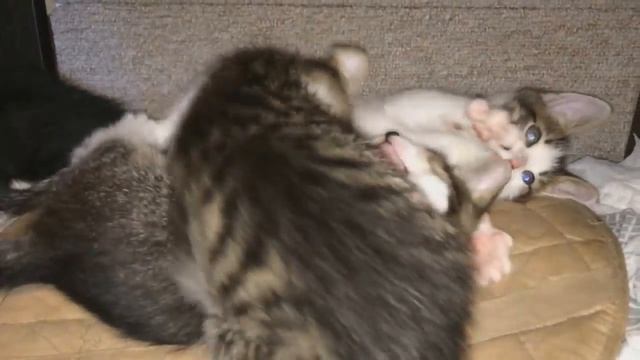 Котята