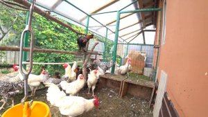 Ошибки при строительстве вольера курятника