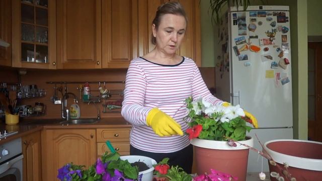 Балконные цветы петуньи. Цветущее великолепие балконов!