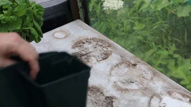 Seed of the Week 17: Basil  Grow The Taste Of Summer Now! gardening seedsowing