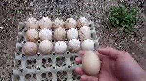 Чем отличаются яйца мускусной утки от яиц башкирской и пекинской утки?!