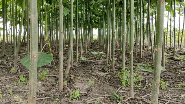 Схема посадки Павловнии 1м x 1м. Перспектива для отопления. Схемы: все зависит от предназначения. смотреть онлайн