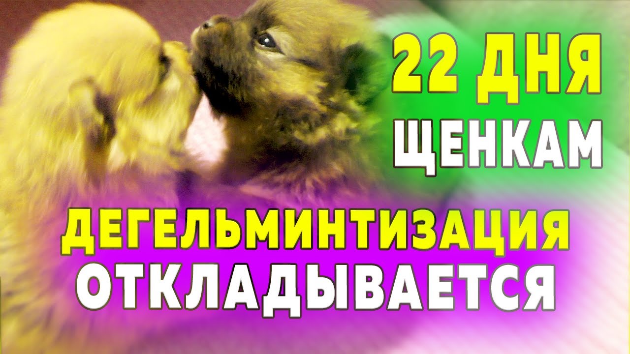 Щенкам шпица 22 дня. Почему не глистогоним щенков. Щенки самостоятельно ходят в туалет. Шпицы играют