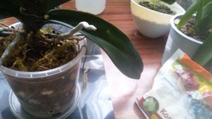 Белые пятна на листьях орхидей. Болезни орхидей. Методы борьбы