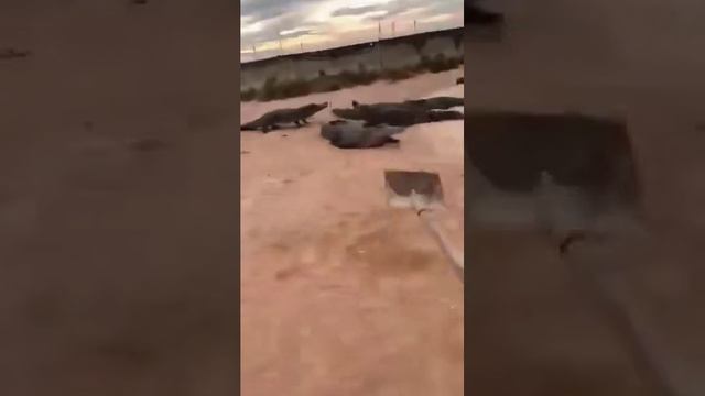 Моя любимая работа, главное бегать быстро, и лопату не потерять 😂